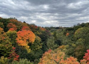 Fall trees in Toronto copyright by Daniel Kiesman
